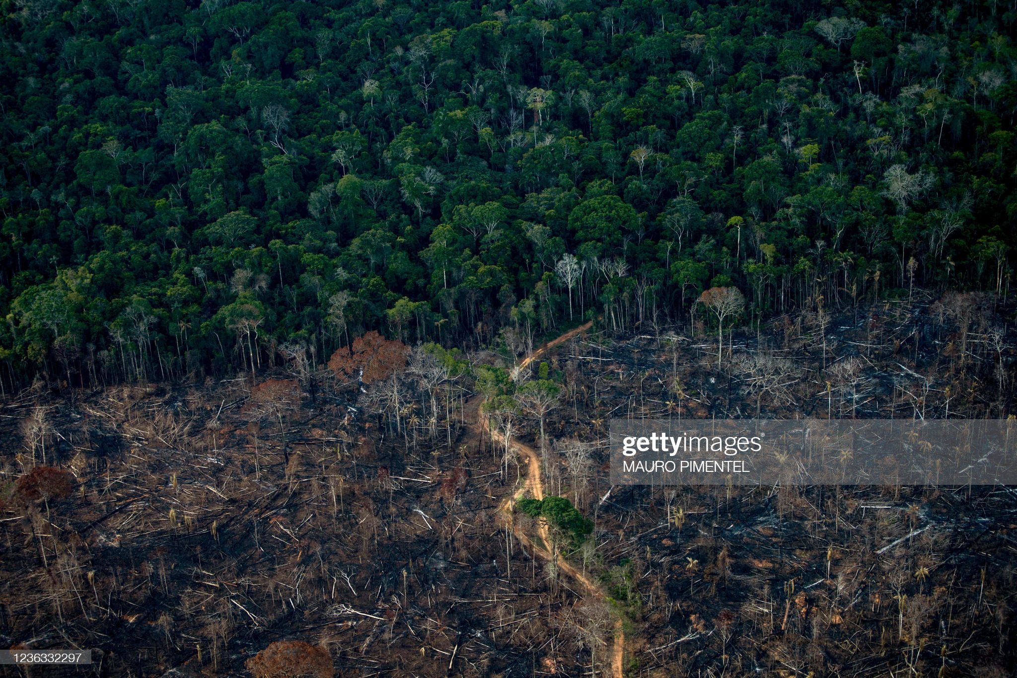 What Is Deforestation and How to Financially Fight It - The New Global Order